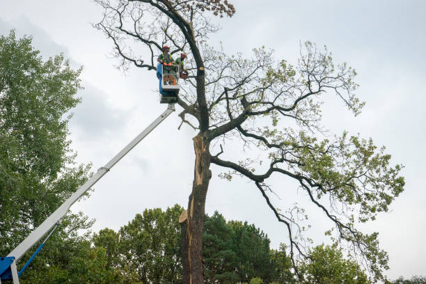 Reliable Pineville, NC Tree Removal Services Solutions