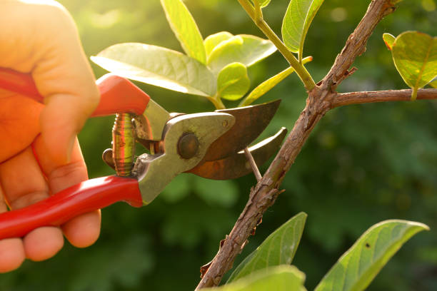 Best Residential Tree Removal  in Pineville, NC